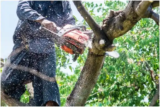 tree services Ramona